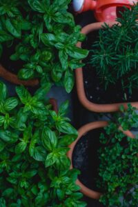 Herbs