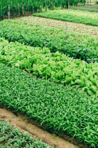 Vegetable Garden